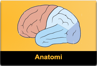 Dugga i neuroanatomi